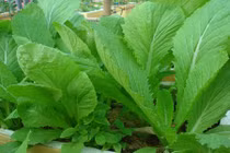 Không ăn rau cải mùa đông là sống phí cả đời 