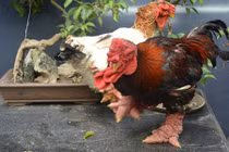 Cận cảnh gà Đông Tảo có chân 'khủng' 10 triệu đồng/con