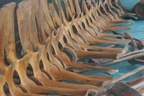 Ảnh: Cả làng góp tiền xây đền thờ bộ xương cá voi khổng lồ