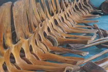 Ảnh: Cả làng góp tiền xây đền thờ bộ xương cá voi khổng lồ