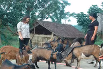 Dân kêu cứu đoàn ĐB Quốc hội vì "dê tặc" lộng hành