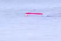 Bị cá mập trắng tấn công, thợ lặn thoát chết kỳ diệu