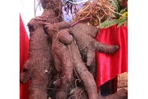 Hoảng hồn với củ khoai to lạ thường nặng 42kg