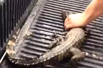 Kết đắng cho 2 thanh niên ngược đãi cá sấu