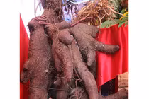 Hoảng hồn với củ khoai to lạ thường nặng 42kg