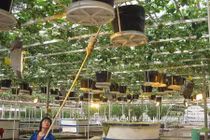 Khoai lang leo giàn sai lúc lỉu khiến dân thành thị phát sốt