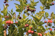 Vườn cây sai trĩu quả trên sân thượng của chị em