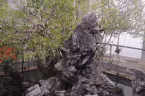 Cây sanh “siêu độc” đại gia trả giá 14 tỷ, chủ không bán