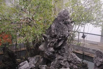 Cây sanh “siêu độc” đại gia trả giá 14 tỷ, chủ không bán