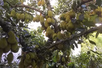 Kinh ngạc cây mít 500 trái mọc trĩu trịt từ gốc đến ngọn