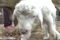 Khổ thân cừu dị dạng 3 chân “xoắn quẩy” không thể đi lại