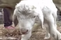 Khổ thân cừu dị dạng 3 chân “xoắn quẩy” không thể đi lại