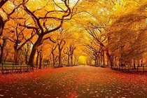 Say đắm 12 con đường lãng mạn nhất vào mùa thu 