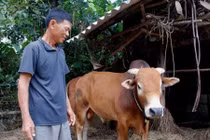 Gặp lại “con bò vô vọng” trong lũ dữ ở Quảng Bình 