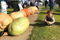 Bí ngô “khủng” đoạt vương miện “nữ hoàng” nặng bao nhiêu kg?