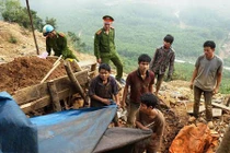 Vào hang mót vàng, mỗi ngày gom được 1 cây