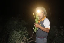 Trắng đêm đi hái loài rau quý tộc chỉ dành cho nhà giàu