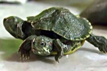 Rùa kỳ quái hai đầu sáu chân như bước ra từ bom tấn Mỹ