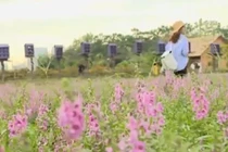 Ngất ngây với thảo nguyên hoa ngay giữa lòng Hà Nội 