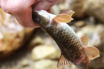 Hành trình săn lùng loài “cá sâm” kỳ lạ ở lưng chừng trời Hoàng Liên Sơn