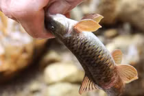 Hành trình săn lùng loài “cá sâm” kỳ lạ ở lưng chừng trời Hoàng Liên Sơn