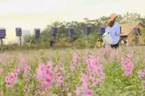 Ngất ngây với thảo nguyên hoa ngay giữa lòng Hà Nội 