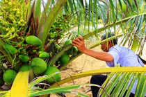 Cận cảnh vườn dừa xiêm lùn sai trĩu quả trên bãi cát