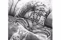 Sâu khổng lồ dài gần 2m, bộ hàm “khủng” nhất Trái đất