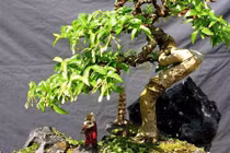 Trồng cây này sẽ loại bỏ mọi khí độc