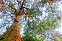 Khám phá rừng pơmu độc nhất vô nhị ở Việt Nam