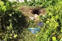 Đào hầm dài 27m, 100 tù nhân vượt ngục khỏi nhà tù Brazil