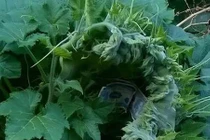 Sơn La: Xôn xao thờ “thần” bí nghìn ngọn gây bão mạng