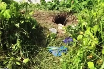 Đào hầm dài 27m, 100 tù nhân vượt ngục khỏi nhà tù Brazil