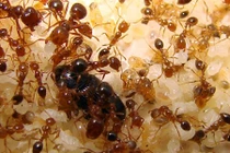 Tuyệt chiêu “thần thánh” giúp nhà bạn sạch bóng kiến