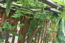 Vườn rau 1.000m2 nhìn là mê của mẹ Việt ở Mỹ