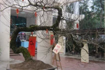 Đại gia nào sẽ chi tiền tỷ để sở hữu cây đào có thế Rồng bay?