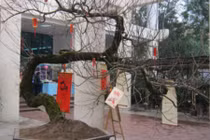 Đại gia nào sẽ chi tiền tỷ để sở hữu cây đào có thế Rồng bay?