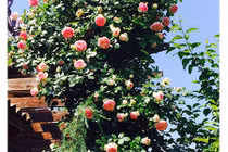 Mẹ Việt mách nước trồng hoa hồng “lên như nấm“