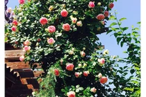 Mẹ Việt mách nước trồng hoa hồng “lên như nấm“