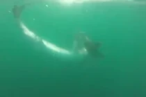 Vụ hỗn chiến đẫm máu của các sát thủ đại dương 