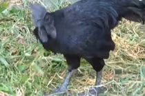 Cận cảnh giống gà ‘mặt quỷ’ đắt nhất thế giới ở Bình Dương