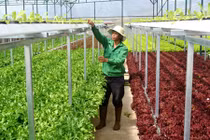 “Mướt mắt” trang trại rau hai tầng ở Đà Lạt 