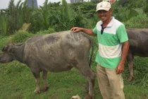 Lãng tử ngủ ống cống: Ai bảo chân trâu là khổ