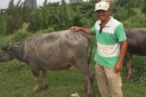 Lãng tử ngủ ống cống: Ai bảo chân trâu là khổ