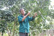 Đi Hà Nội chơi, "mang về" vườn bưởi Diễn lãi nửa tỷ/năm