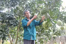 Đi Hà Nội chơi, "mang về" vườn bưởi Diễn lãi nửa tỷ/năm