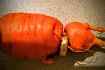 Mất nhẫn vàng, 3 năm sau được củ cà rốt "mang trả"