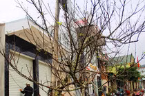 Đào rừng “khủng” được rao bán 40 triệu ở miền Tây xứ Nghệ