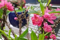 Dân Hà Nội "lùng" mua đào Thất thốn 2 gang tay