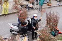 5 chợ hoa nổi tiếng Hà Nội nên ghé thăm trong dịp Tết